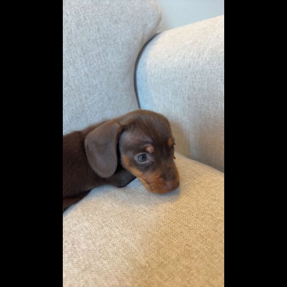 Dachshund (Miniature Smooth Haired)