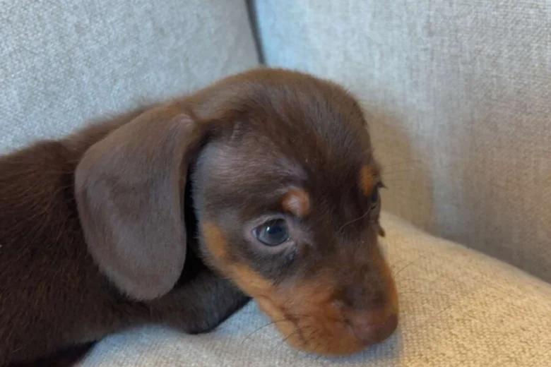 Dachshund (Miniature Smooth Haired)