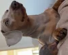 Dachshund (Miniature Smooth Haired)