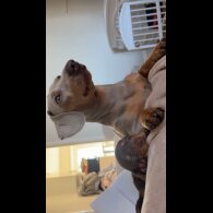 Dachshund (Miniature Smooth Haired)