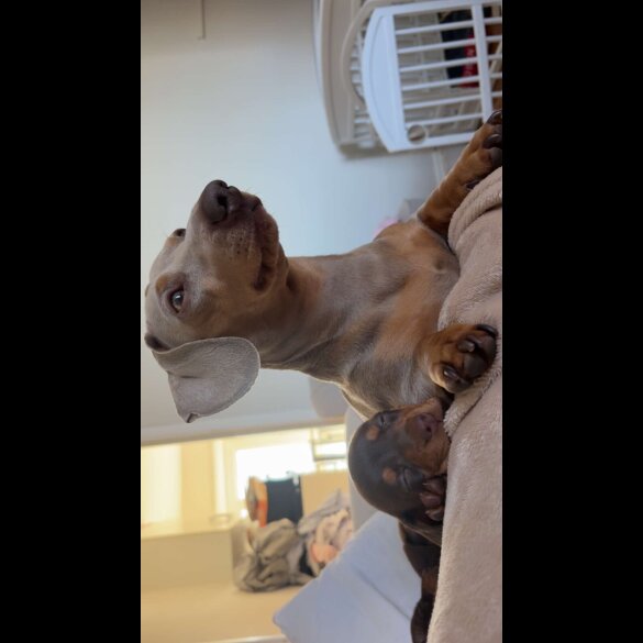 Dachshund (Miniature Smooth Haired)