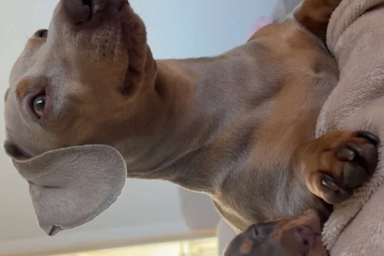Dachshund (Miniature Smooth Haired)