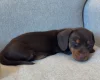 Dachshund (Miniature Smooth Haired)