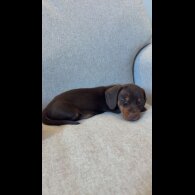 Dachshund (Miniature Smooth Haired)