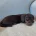 Dachshund (Miniature Smooth Haired)