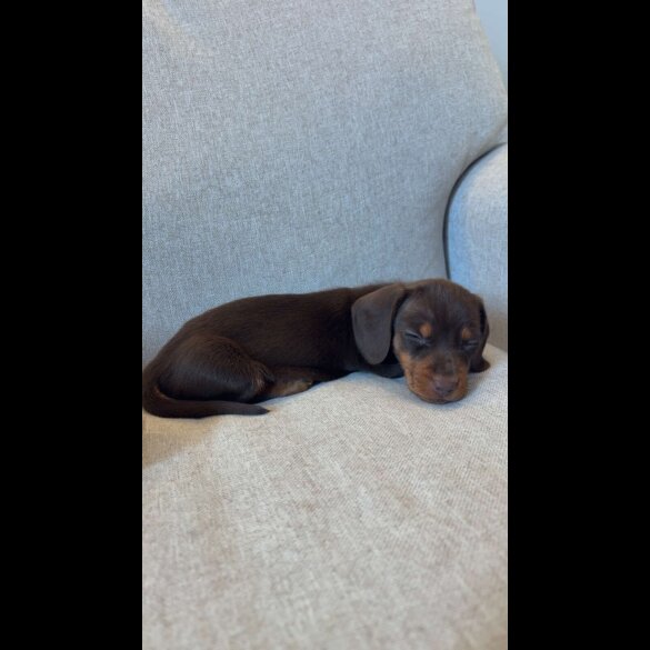 Dachshund (Miniature Smooth Haired)