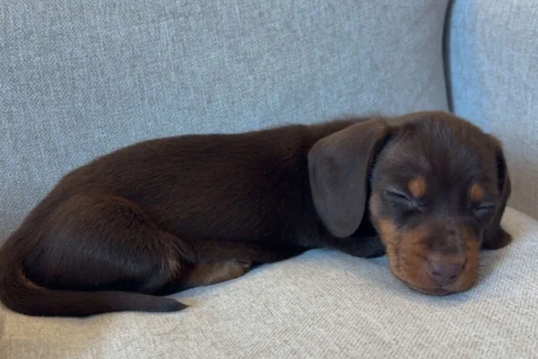 Dachshund (Miniature Smooth Haired)