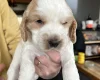 Cocker Spaniel (Show)