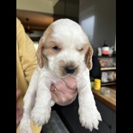 Cocker Spaniel (Show)