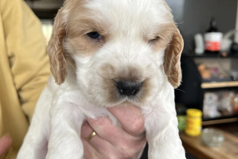 Cocker Spaniel (Show)