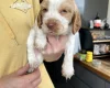 Cocker Spaniel (Show)