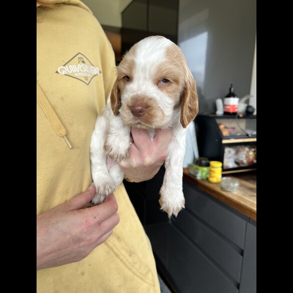 Cocker Spaniel (Show)