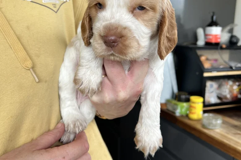 Cocker Spaniel (Show)