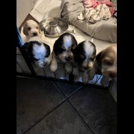 Cocker Spaniel (Show)