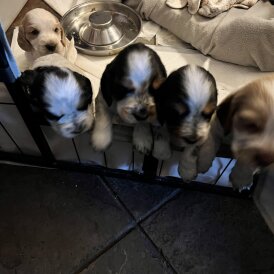 Cocker Spaniel (Show)