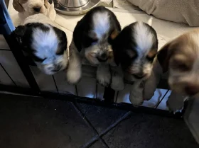 Cocker Spaniel (Show)
