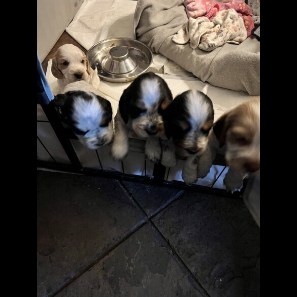 Cocker Spaniel (Show)