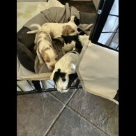 Cocker Spaniel (Show)