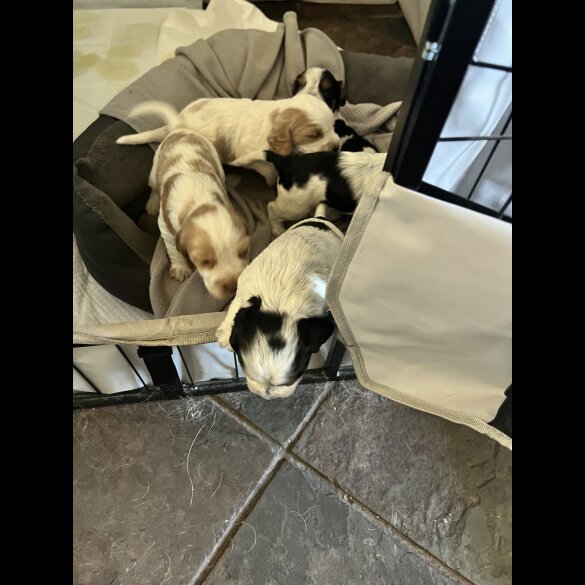 Cocker Spaniel (Show)