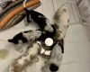 Cocker Spaniel (Show)