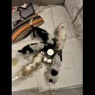 Cocker Spaniel (Show)