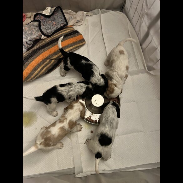 Cocker Spaniel (Show)