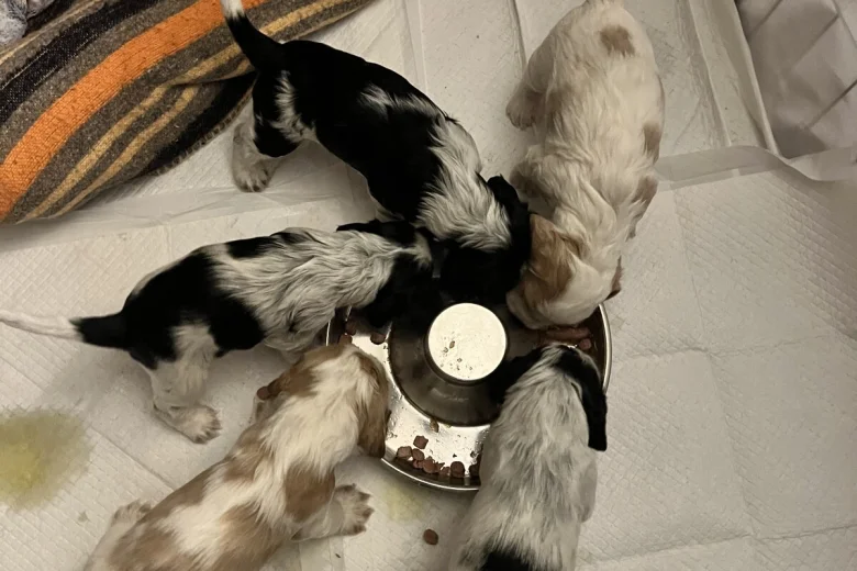 Cocker Spaniel (Show)