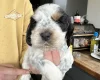 Cocker Spaniel (Show)