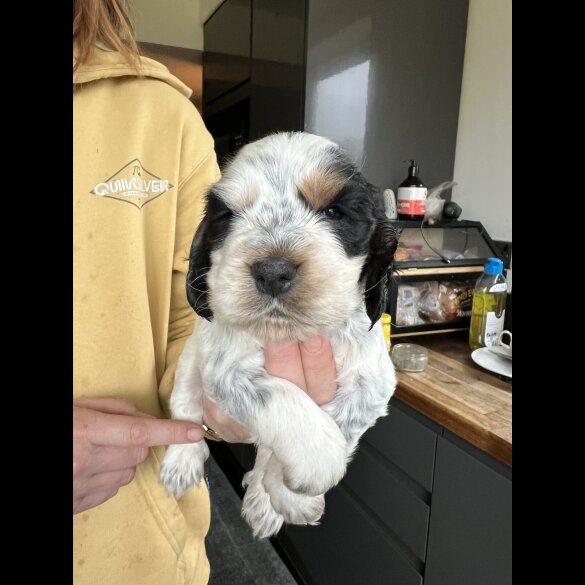 Cocker Spaniel (Show)