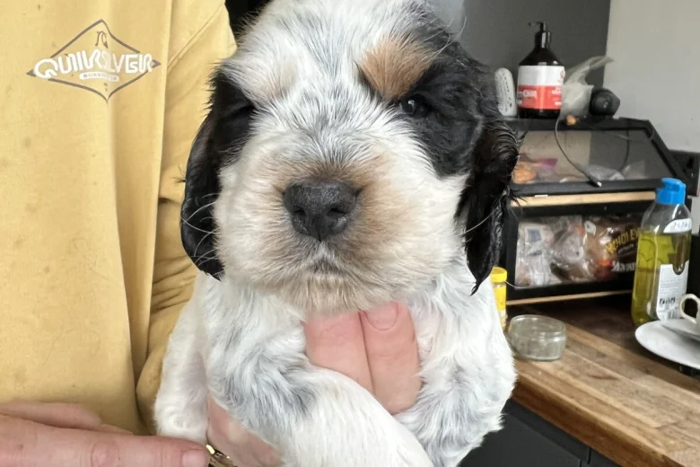 Cocker Spaniel (Show)