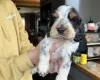 Cocker Spaniel (Show)