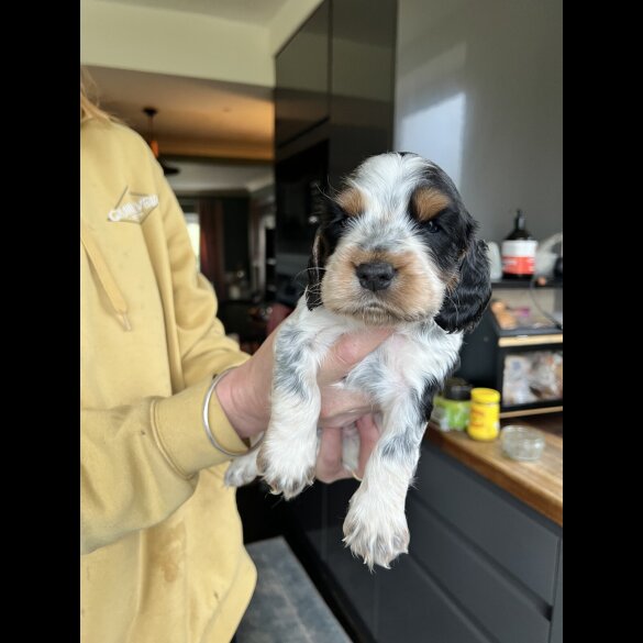 Cocker Spaniel (Show)