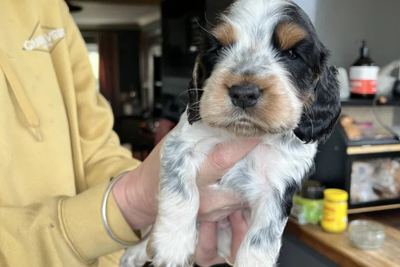 Cocker Spaniel (Show)