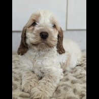 Cockapoo