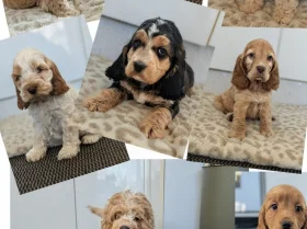 Cockapoo