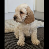 Cockapoo