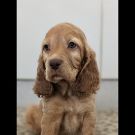 Cockapoo