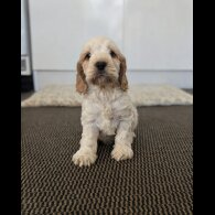 Cockapoo