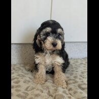 Cockapoo