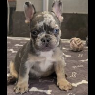 French Bulldog