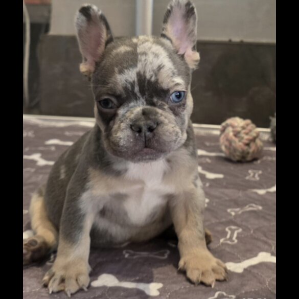 French Bulldog