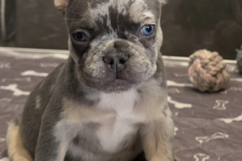 French Bulldog