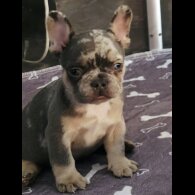 French Bulldog