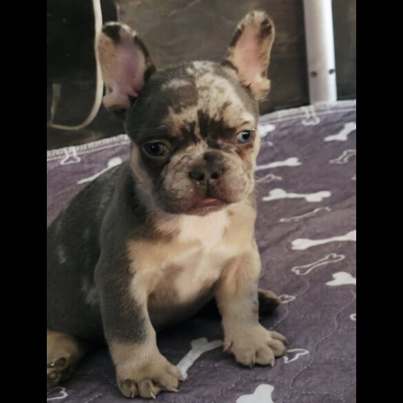 French Bulldog