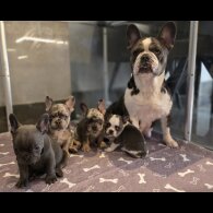 French Bulldog
