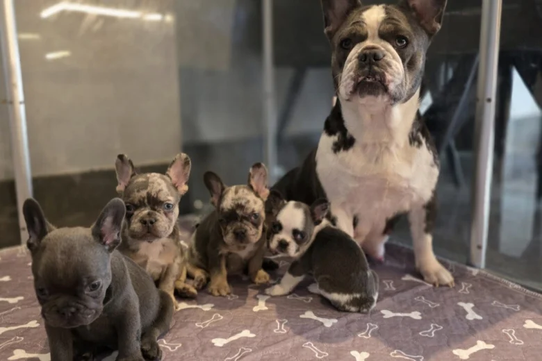 French Bulldog