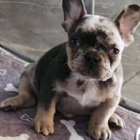French Bulldog