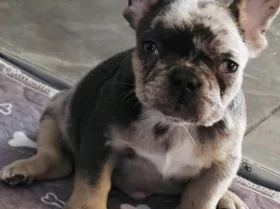 French Bulldog