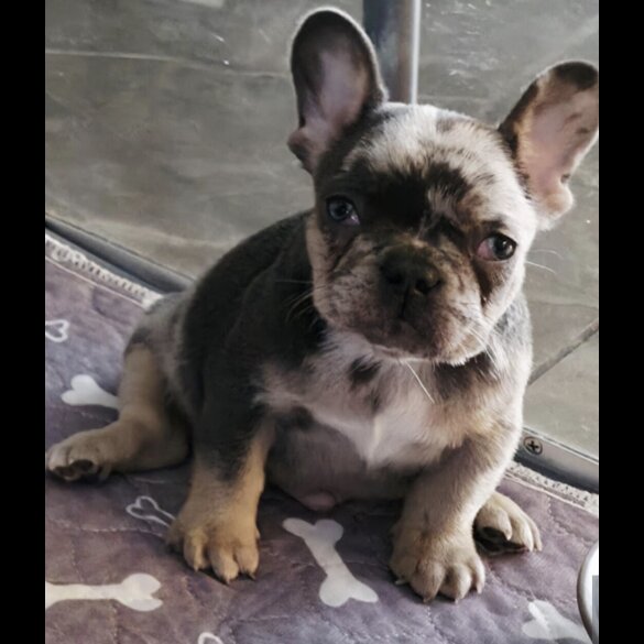 French Bulldog