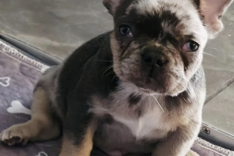 French Bulldog